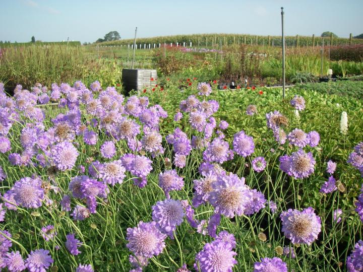 Scabiosa columbaria 'Butterfly Blue'