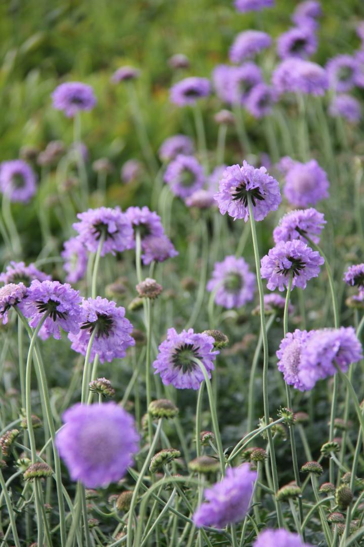 Scabiosa columbaria 'Butterfly Blue'
