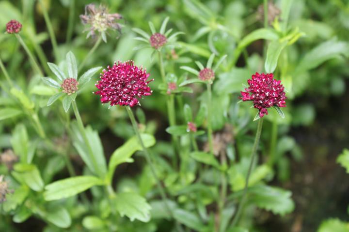 Scabiosa atropurpurea 'Chile Black'