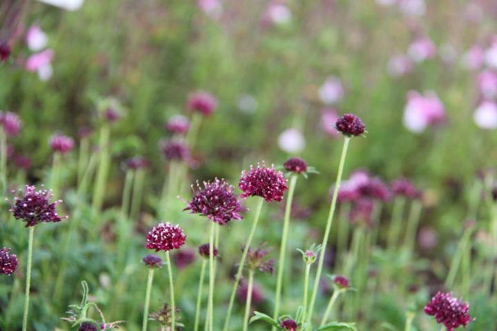 Scabiosa atropurpurea 'Chile Black'