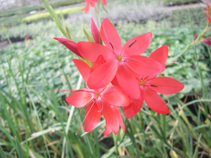 Schizostylis coccinea 'Major'