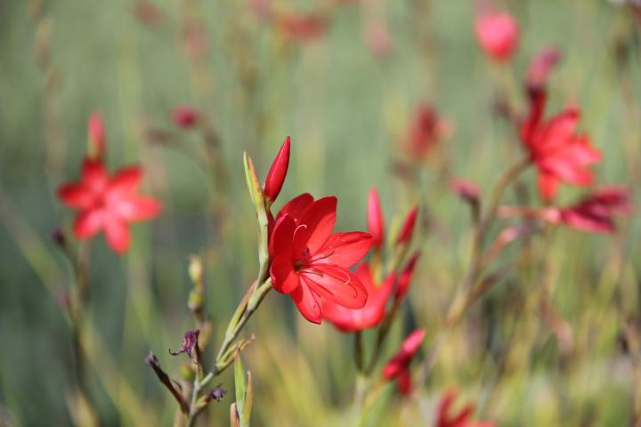 Schizostylis coccinea 'Major'