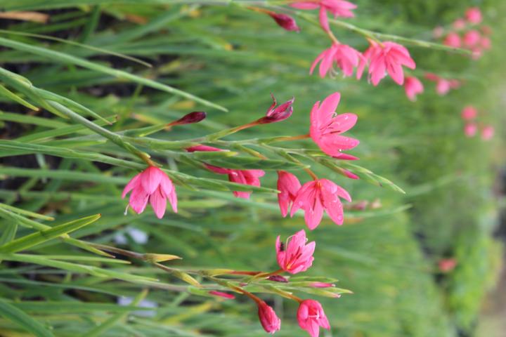 Schizostylis coccinea 'Mrs. Hegarty'