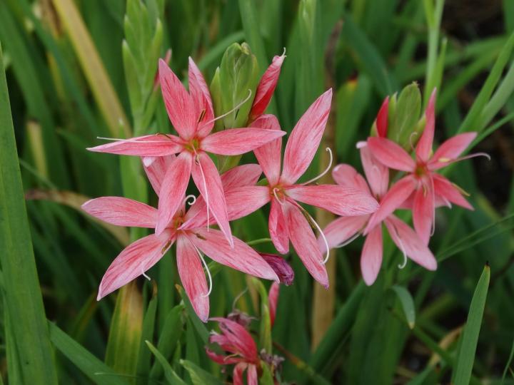 Schizostylis coccinea 'Mrs. Hegarty'