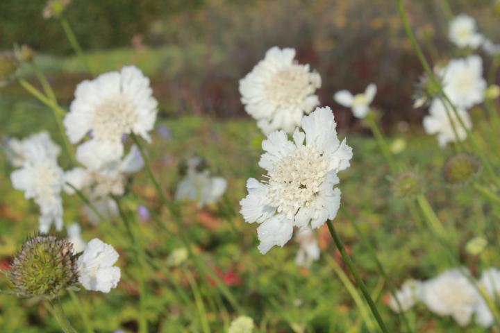 Scabiosa caucasica 'Miss Wilmott'