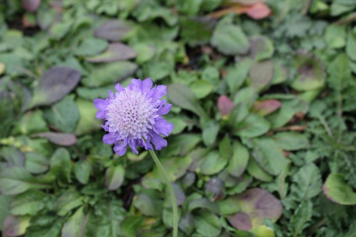 Scabiosa columbaria 'Nana'