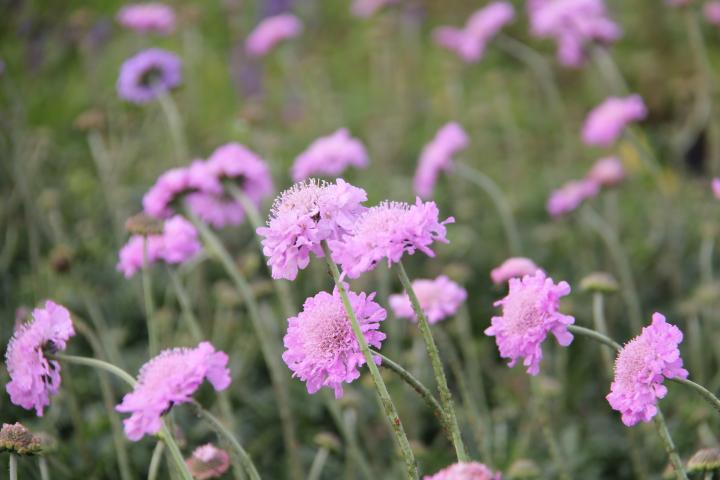 Scabiosa columbaria 'Pink Mist'