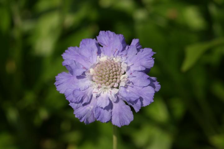 Scabiosa caucasica 'Stäfa'