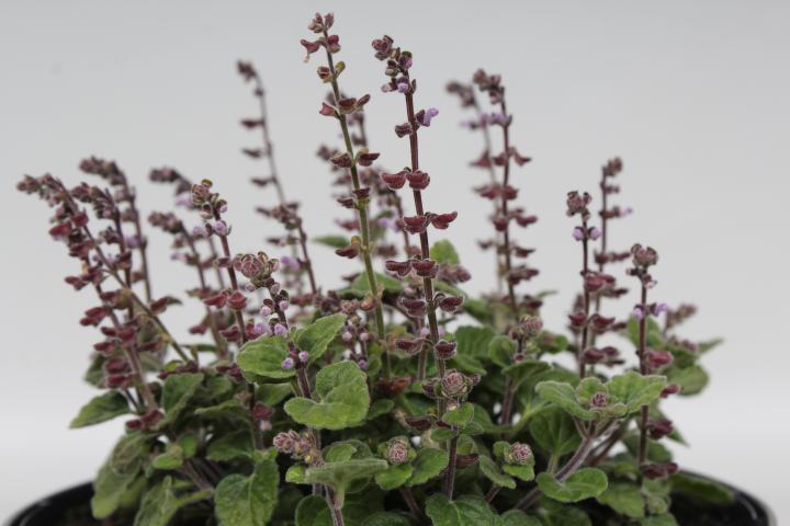 Scutellaria indica parviflora