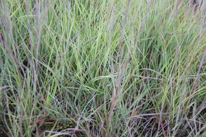 Schizachyrium scoparium 'Blaze'