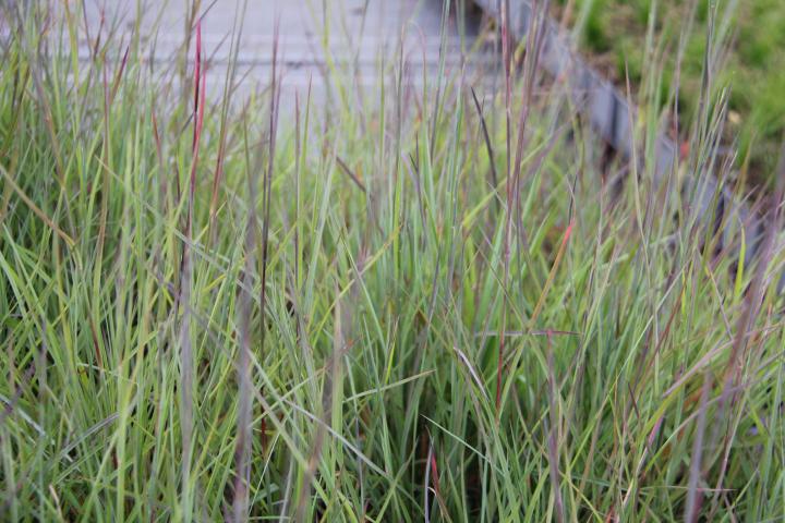 Schizachyrium scoparium 'Blaze'