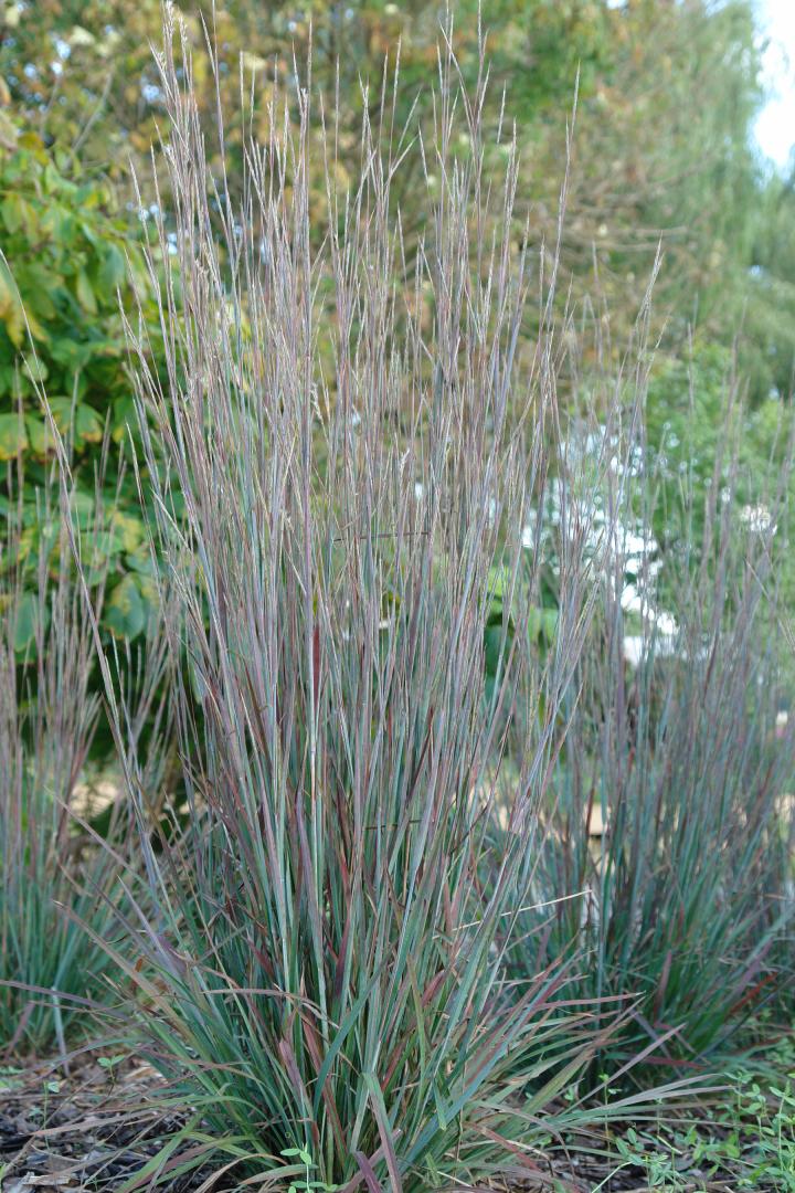 Schizachyrium scoparium 'Standing Ovation' 