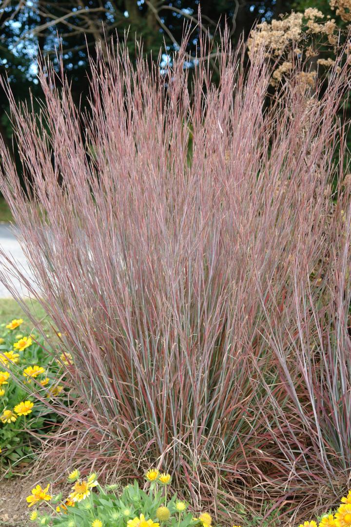 Schizachyrium scoparium 'Standing Ovation' 