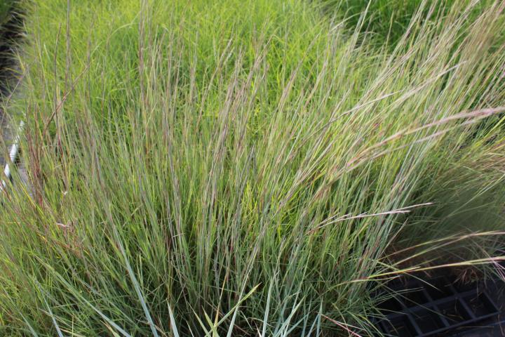 Schizachyrium scoparium 'Prairie Blues'