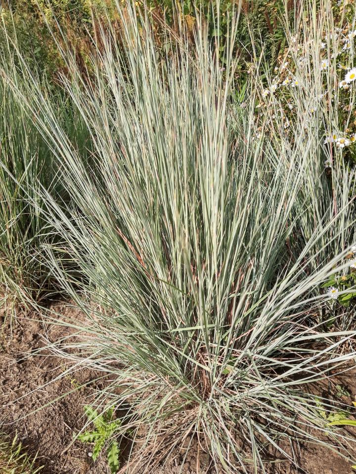 Schizachyrium scoparium 'Prairie Blues'