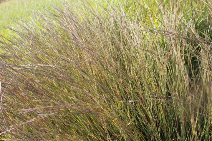 Schizachyrium scoparium 'Wildwest'