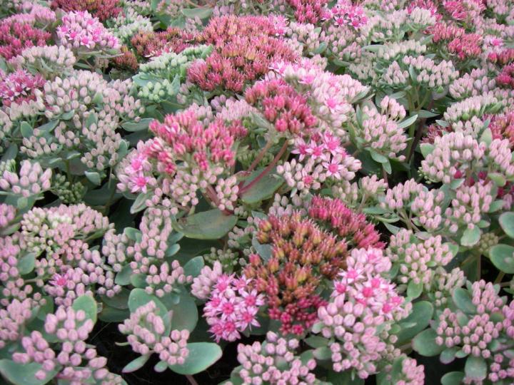 Sedum  'Abbeydore'