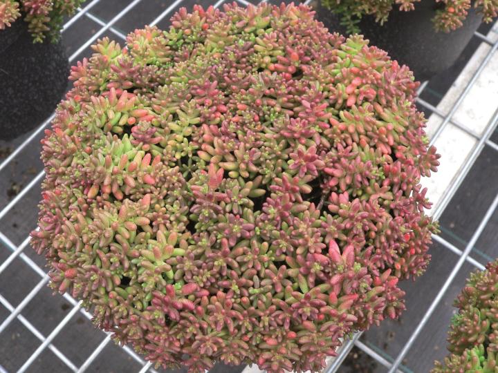 Sedum album 'Coral Carpet'
