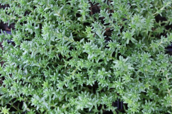 Sedum acre