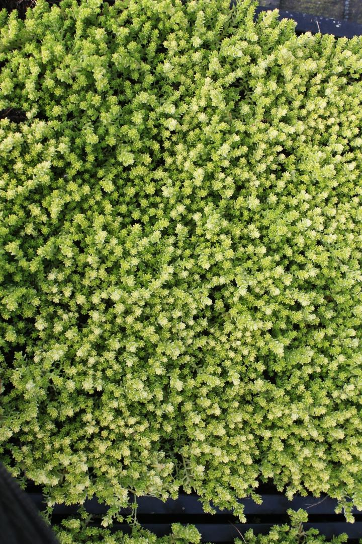 Sedum acre 'Elegans'