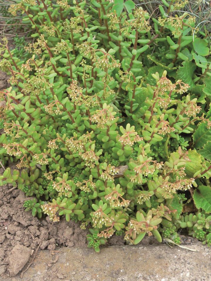 Sedum album