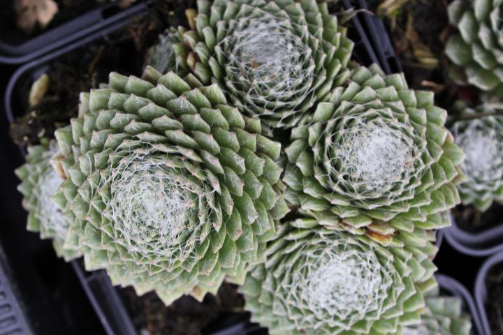 Sempervivum arachnoideum