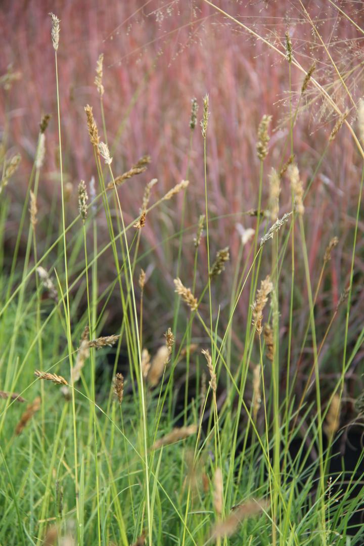 Sesleria argentea
