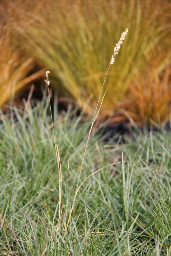 Sesleria caerulea (albicans)