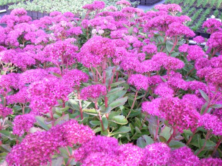 Sedum  'Carl'