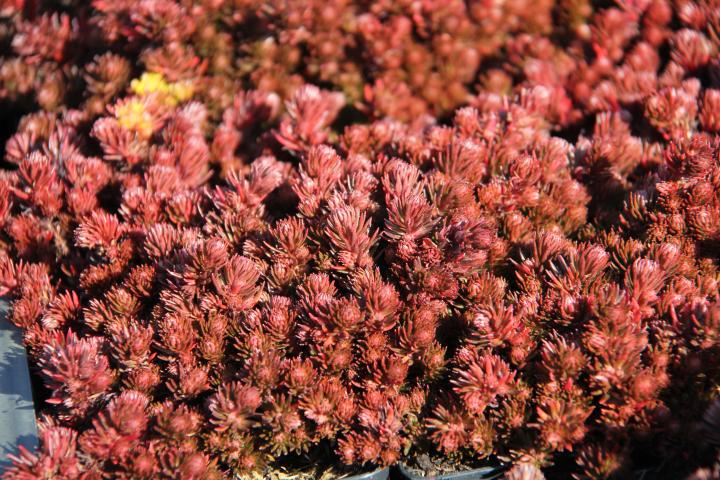 Sedum reflexum 'Chocolate Ball'