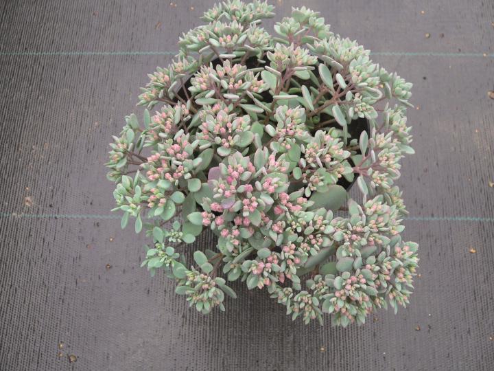 Sedum cauticola 'Lidakense'