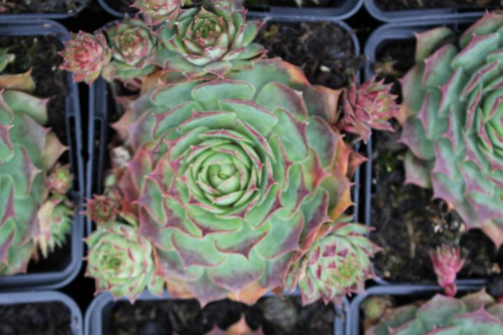 Sempervivum  'Dark Beauty'