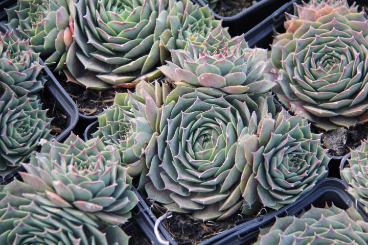 Sempervivum 'Feldmaier'