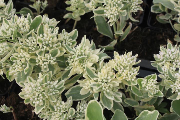 Sedum  'Frosty Morn'