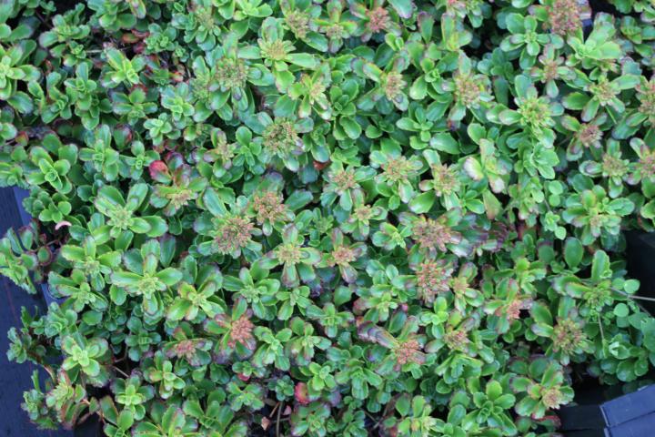 Sedum floriferum 'Weihenstephaner Gold'