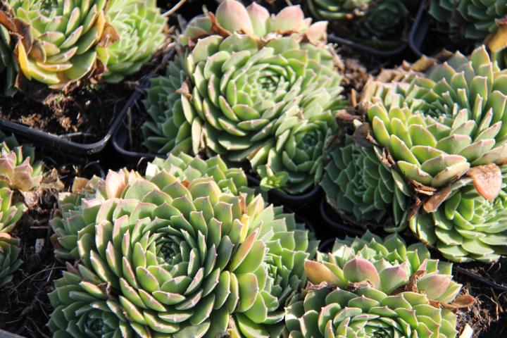 Sempervivum 'Grandiflorum'