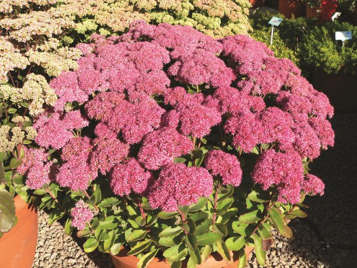 Sedum telephium 'Herbstfreude'