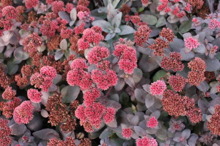 Sedum  'José Aubergine' PBR