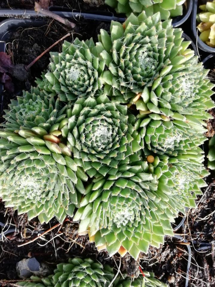 Sempervivum  'Jubilee'