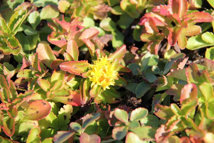 Sedum kamtschaticum