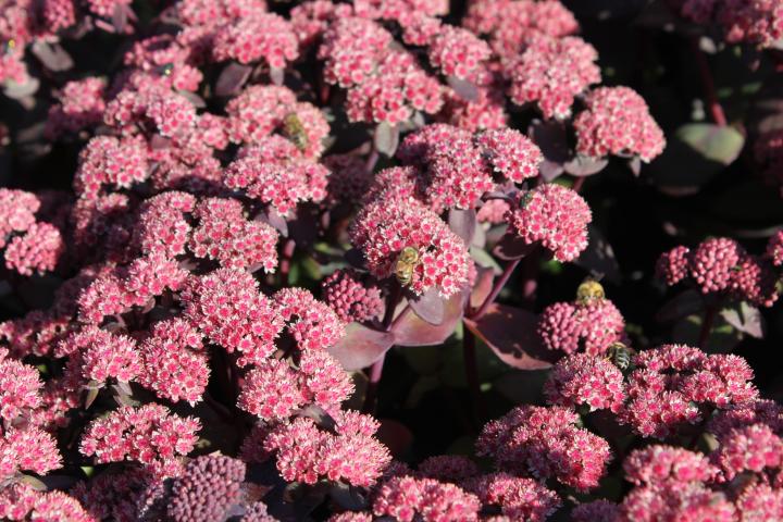 Sedum  'Karfunkelstein'