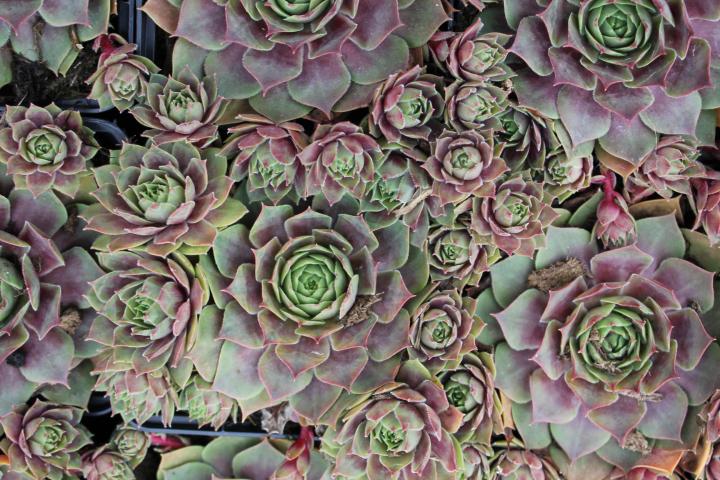 Sempervivum 'Othello'