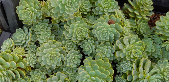 Sedum pachyclados