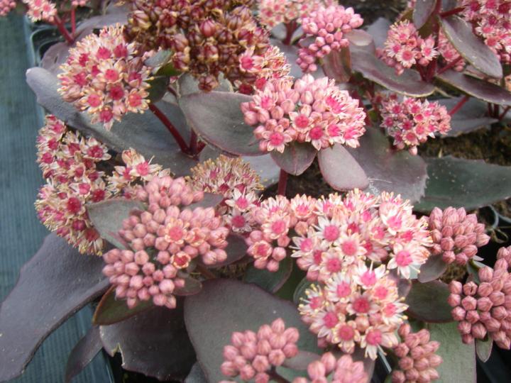 Sedum 'Purple Emperor'