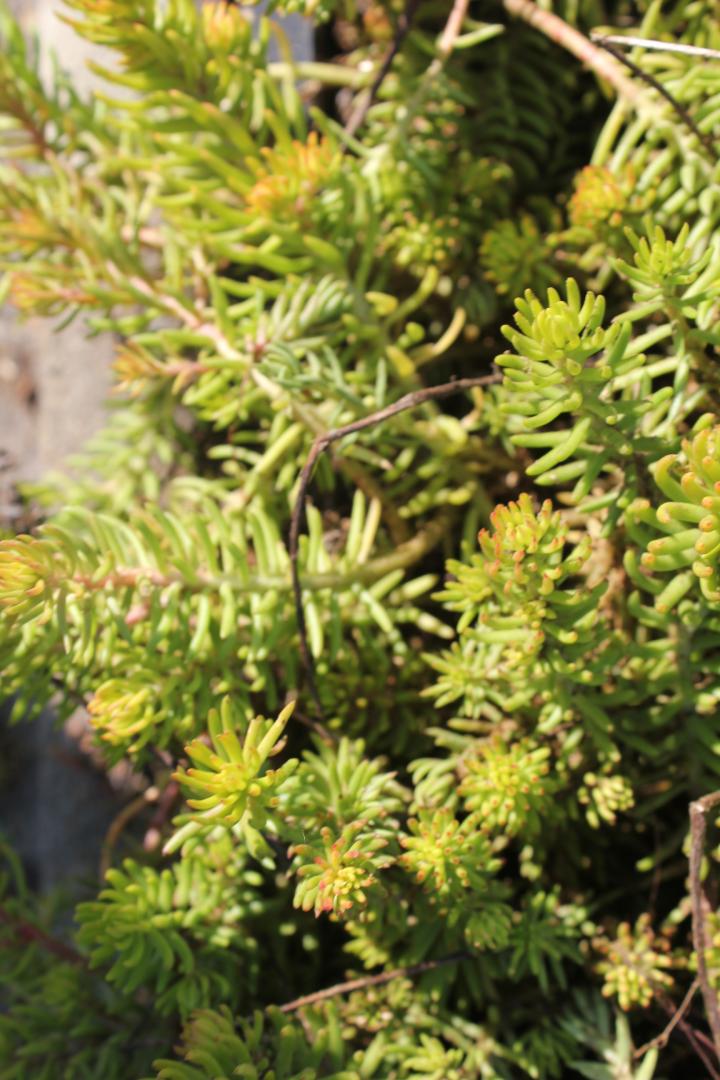 Sedum reflexum 'Angelina'