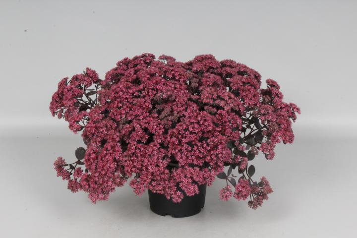 Sedum 'Red Sparkle'