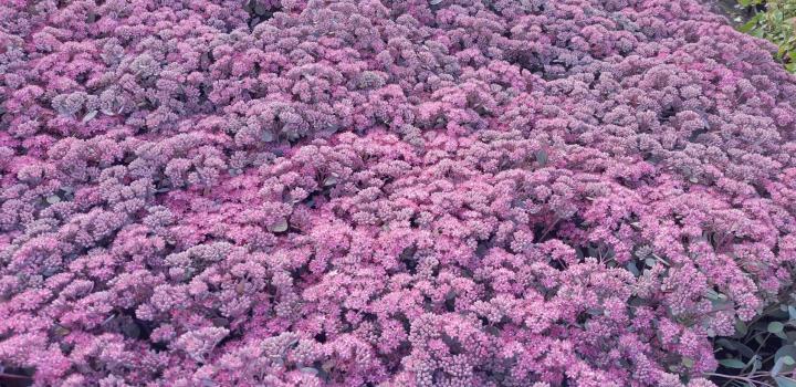 Sedum 'Red Sparkle'