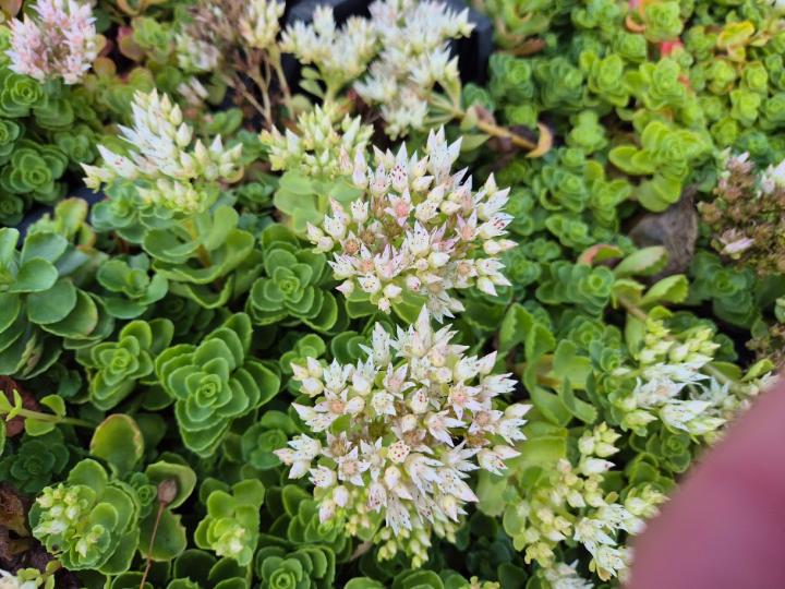 Sedum spurium 'Album Superbum'