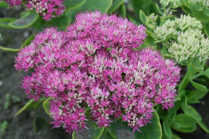 Sedum spectabile 'Brillant'