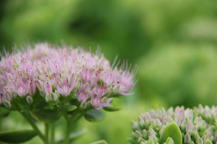 Sedum spectabile 'Carmen'